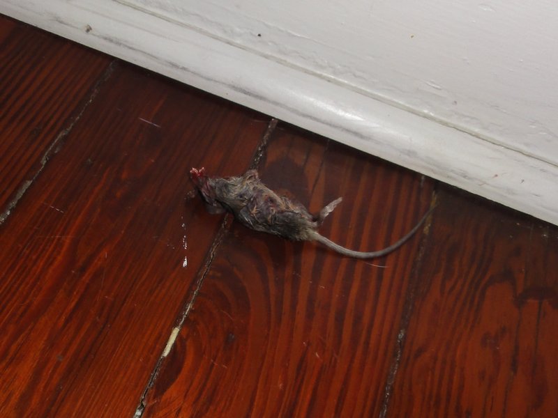 Dead Rodent Removal in Round Rock, TX, dead rodent removal in Round Rock