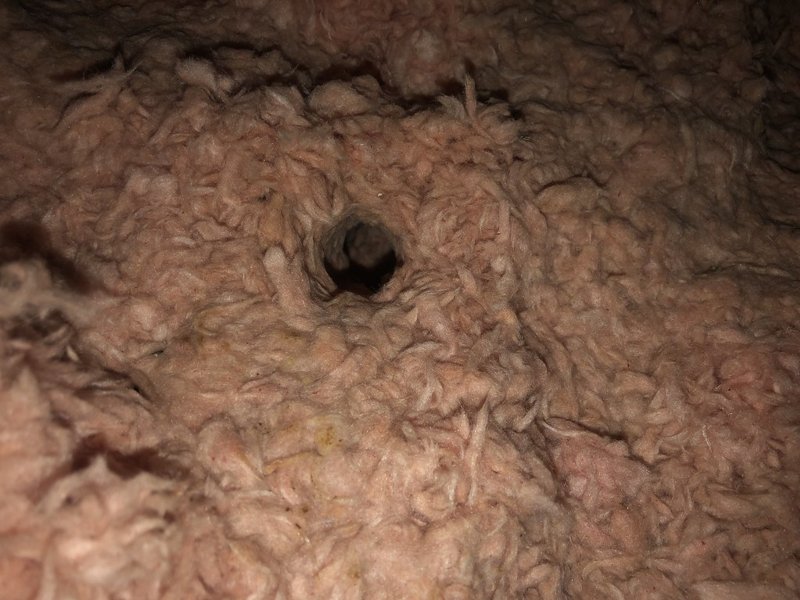 Rodent Inspection in Round Rock, TX, inspection & assessment in Round Rock