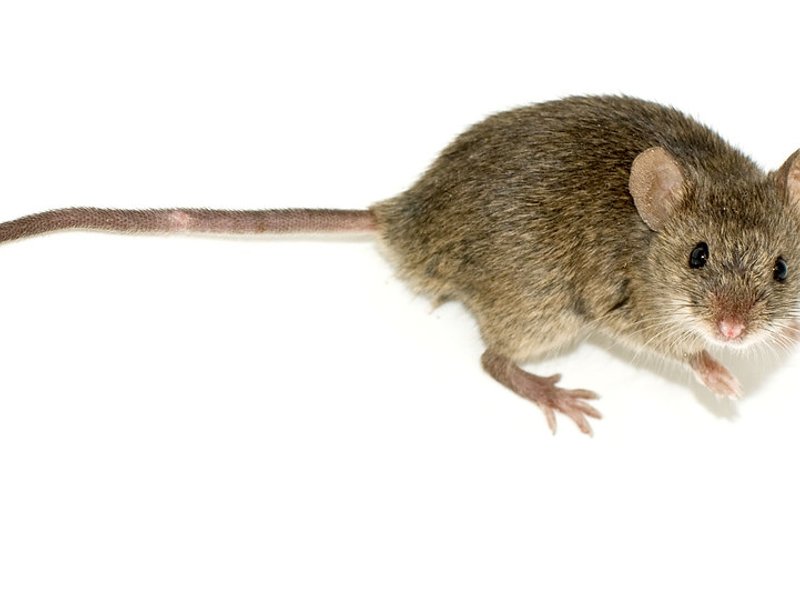 Mouse Control in Round Rock, TX, mouse control in Round Rock