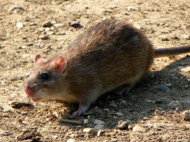 Rat Control in Round Rock, TX, rat control in Round Rock