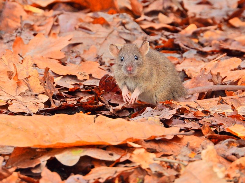 Rodent Removal in Round Rock, TX, rodent removal in Round Rock