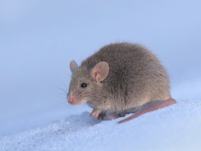 Close-up of a house mouse near a Round Rock home entry point