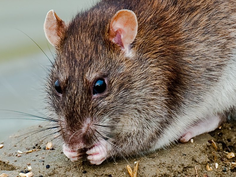 Rodent Trapping in Round Rock, TX, trapping & removal in Round Rock
